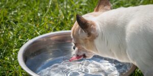 Dog Drinking