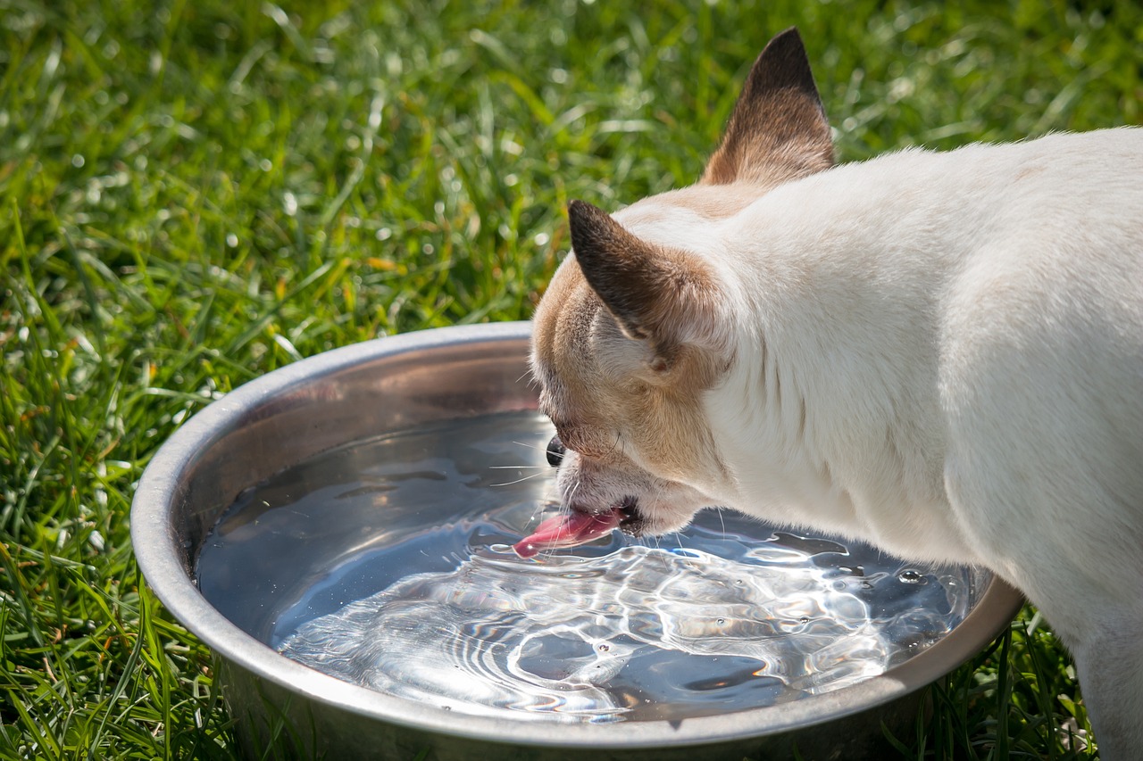 Dog Drinking